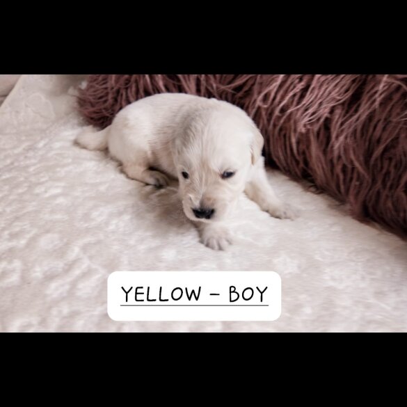 Golden Retriever - Both