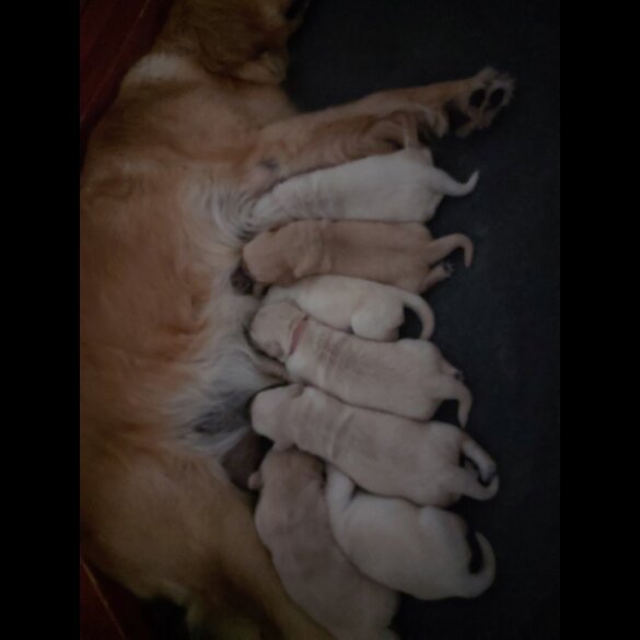 Golden Retriever - Both