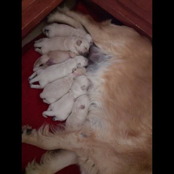Golden Retriever - Both