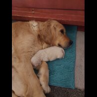 Golden Retriever - Both