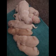 Golden Retriever - Both
