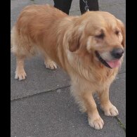 Golden Retriever - Both