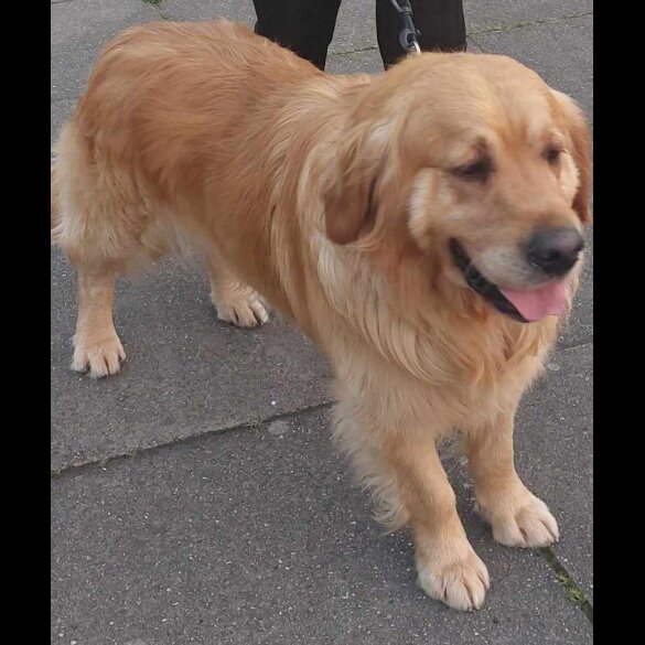 Golden Retriever - Both