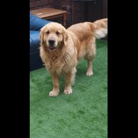 Golden Retriever - Both