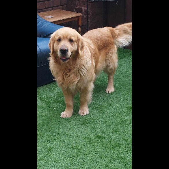 Golden Retriever - Both