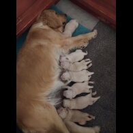 Golden Retriever - Both