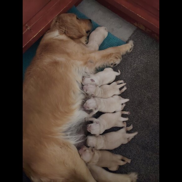 Golden Retriever - Both