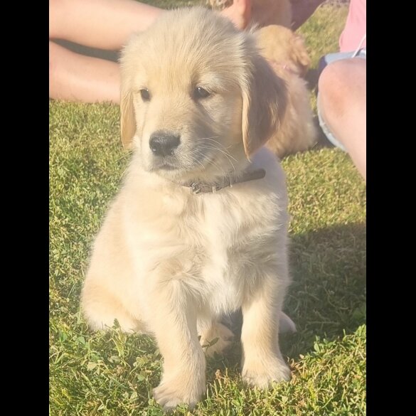 Golden Retriever - Both