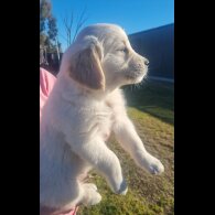 Golden Retriever - Both