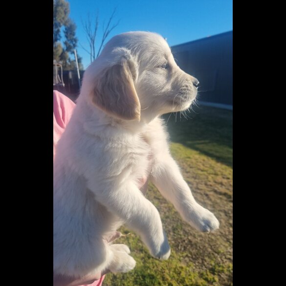 Golden Retriever - Both