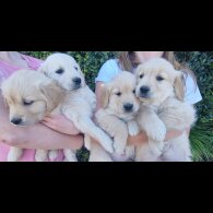Golden Retriever - Both