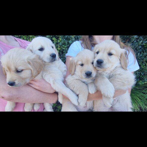 Golden Retriever - Both