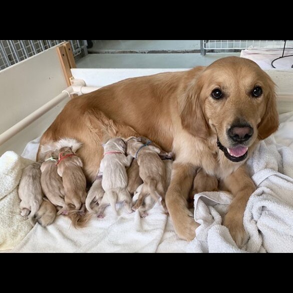 Golden Retriever - Both