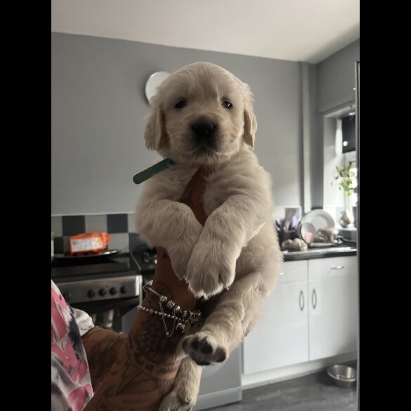 Golden Retriever - Both