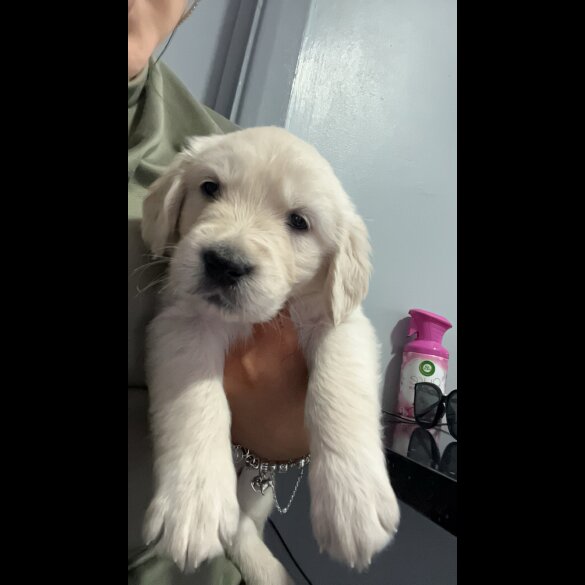 Golden Retriever - Both