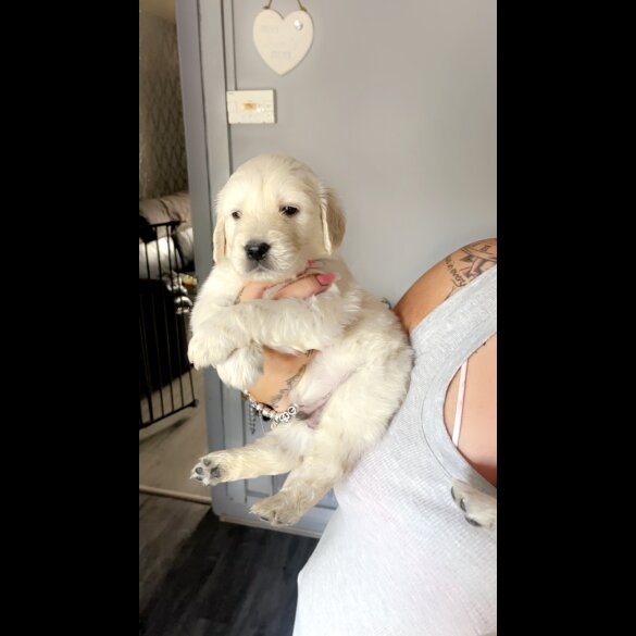 Golden Retriever - Both