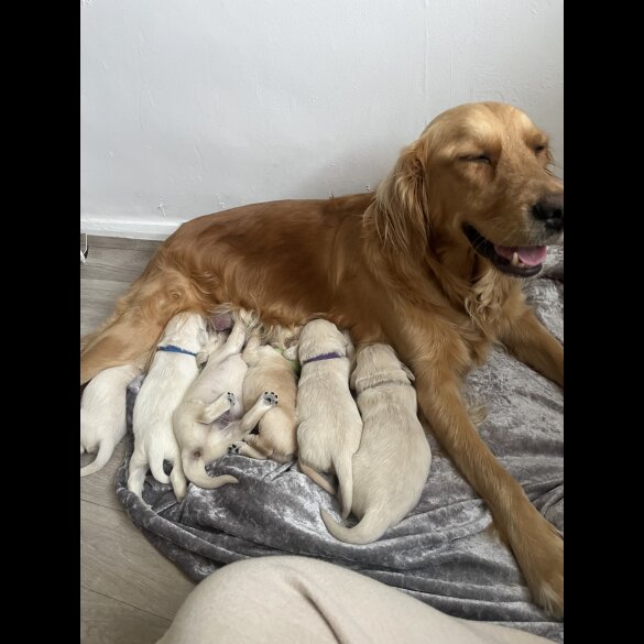 Golden Retriever - Both