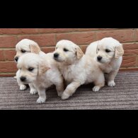 Golden Retriever - Both