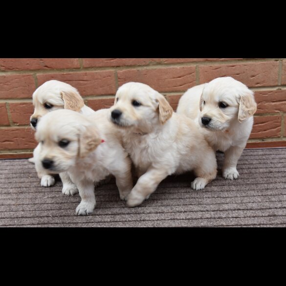 Golden Retriever - Both