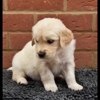 Golden Retriever - Both