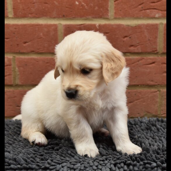 Golden Retriever - Both