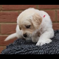 Golden Retriever - Both