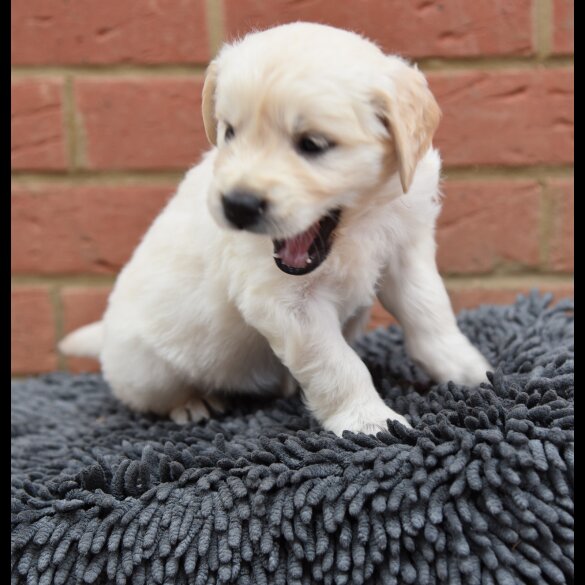 Golden Retriever - Both