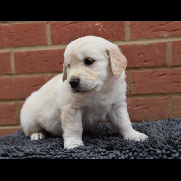 Golden Retriever - Both