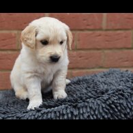Golden Retriever - Both