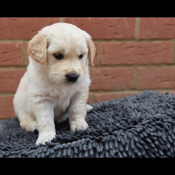 Golden Retriever - Both