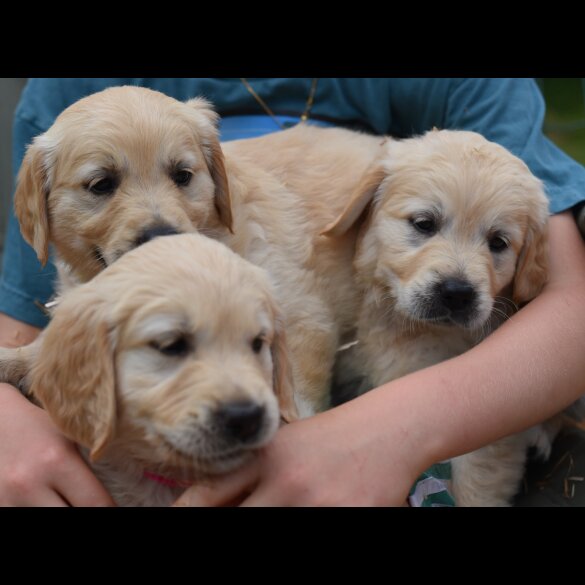 Golden Retriever - Both