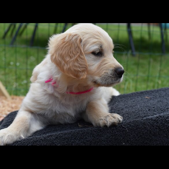Golden Retriever - Both