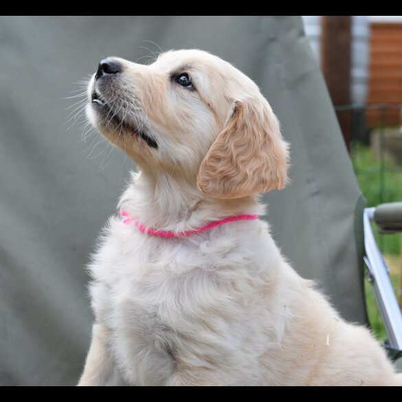 Golden Retriever - Both