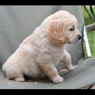 Golden Retriever - Both