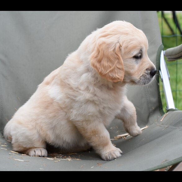 Golden Retriever - Both