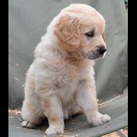 Golden Retriever - Both