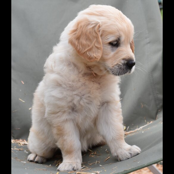 Golden Retriever - Both