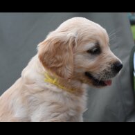 Golden Retriever - Both
