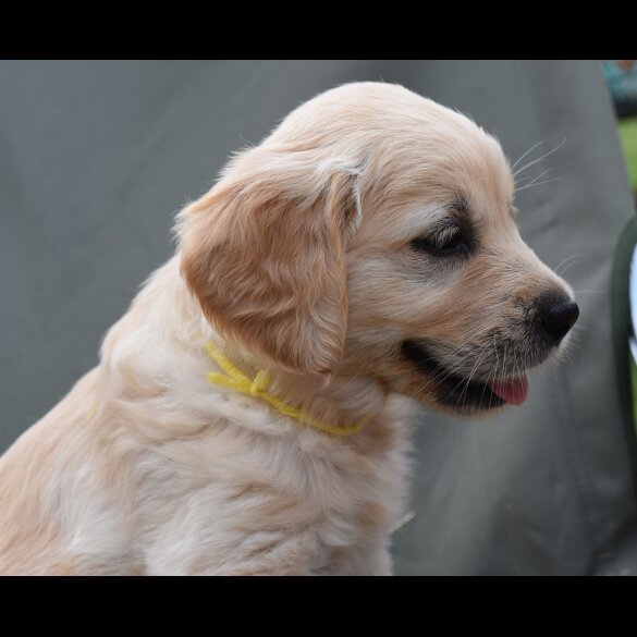 Golden Retriever - Both
