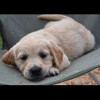 Golden Retriever - Both