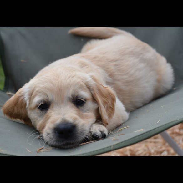 Golden Retriever - Both
