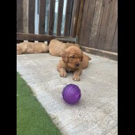 Golden Retriever - Both
