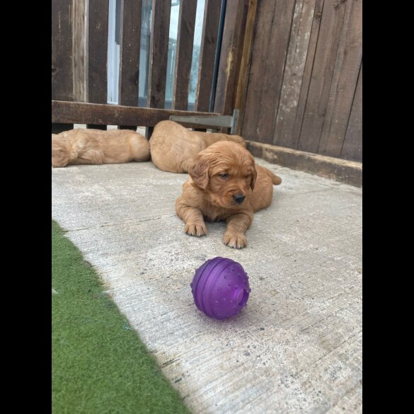 Golden Retriever - Both