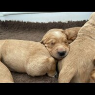 Golden Retriever - Both