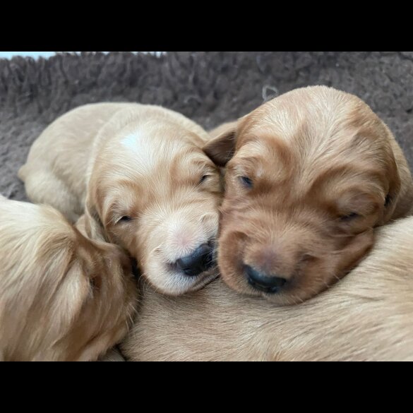 Golden Retriever - Both