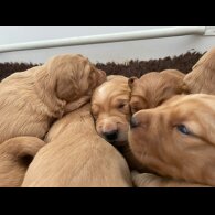 Golden Retriever - Both