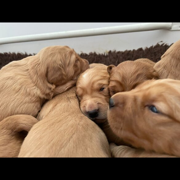Golden Retriever - Both