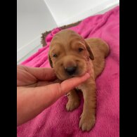 Golden Retriever - Both