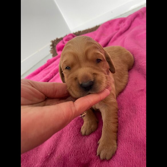 Golden Retriever - Both