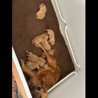 Golden Retriever - Both